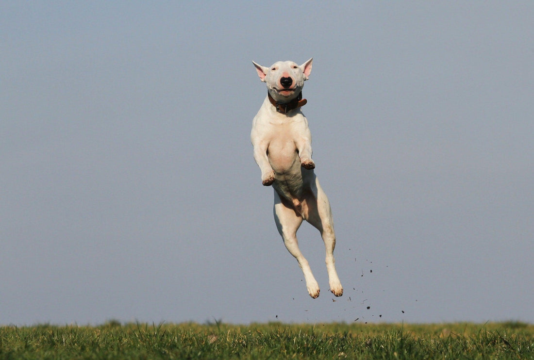 chien saute sur les gens