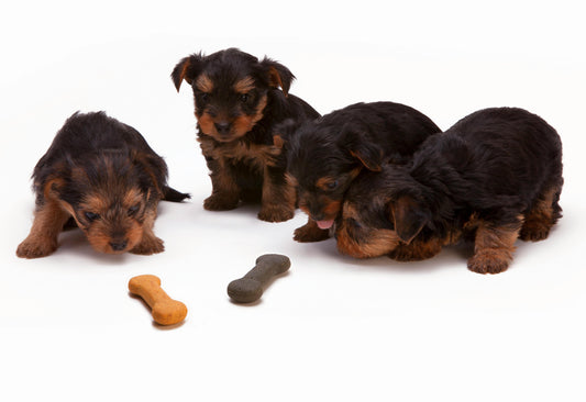 Nourriture à Volonté pour Chien : Pourquoi C'est Une Fausse Bonne Idée - Tao-K9