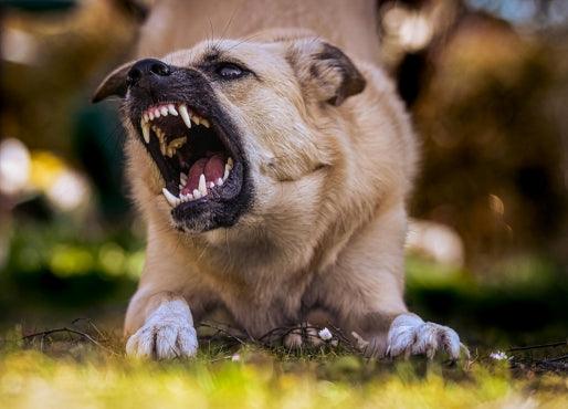 Comprendre et Gérer l'Agressivité chez le Chien