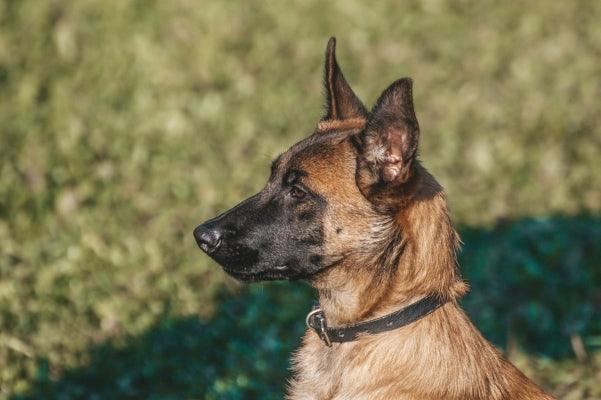 Le Malinois : Un Compagnon Polyvalent et Dévoué