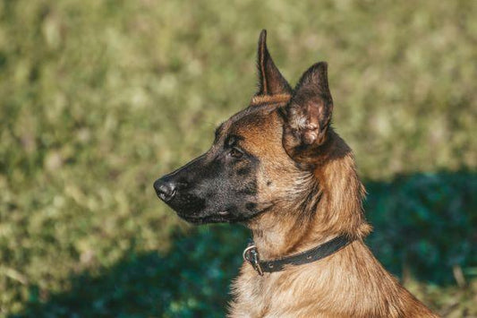 Berger Malinois