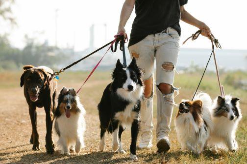 Chiens en Laisse, en Muselière ou en Liberté : Ce que Dit la Loi Selon le Lieu