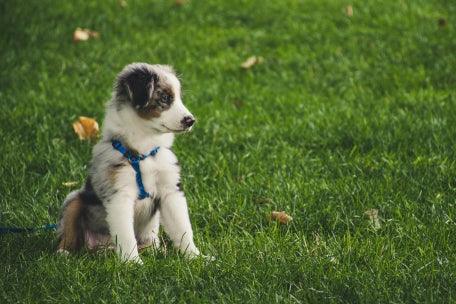 chiot et propreté