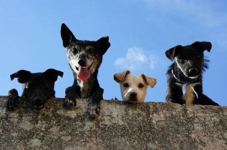 Les Chiens Renifleurs : Des Capacités Olfactives Surprenantes