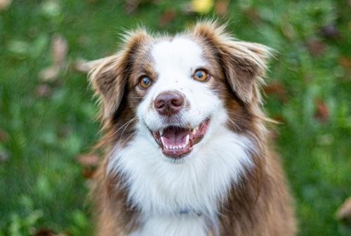 Chien heureux Berger Australien