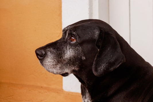 Un vieux chien au museau grisonnant, de profil, paisible
