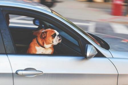 Pourquoi les Chiens Aiment-ils Passer la Tête par la Fenêtre de la Voiture ?