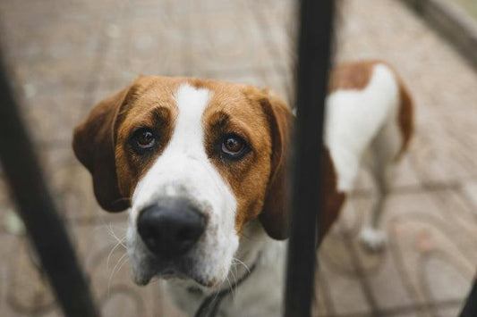 Comment Notre Stress Influence les Décisions de Nos Chiens