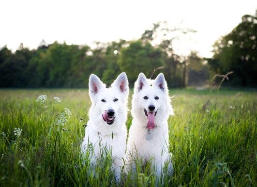 Les Chiens Suisses : Races, Caractères et Besoins Spécifiques