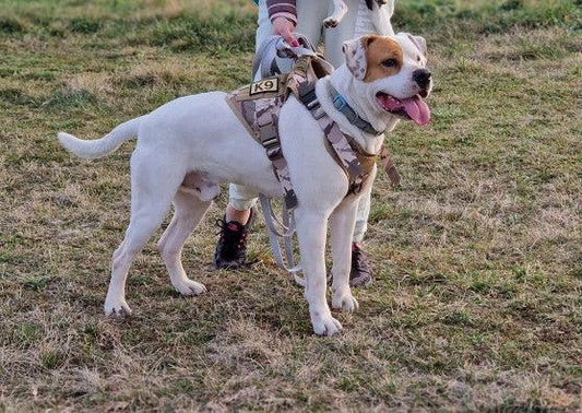 Pourquoi mon chien tire quand je le promène ? - Tao-K9