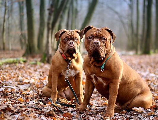 Qu’est-ce qu’un chien molosse ? - Tao-K9