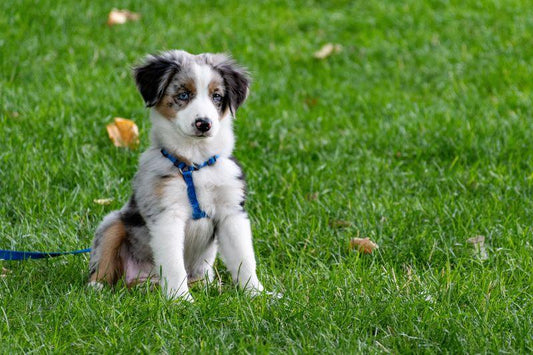 Quel âge pour mettre un harnais à un chiot ? - Tao-K9