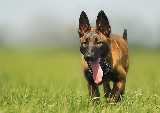 Sierra, le Belgian Malinois : Un voyage au cœur de l'extraordinaire - Tao-K9