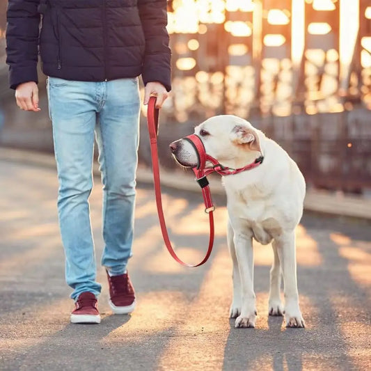 Licol anti-traction pour chien, collier de tête réglable
