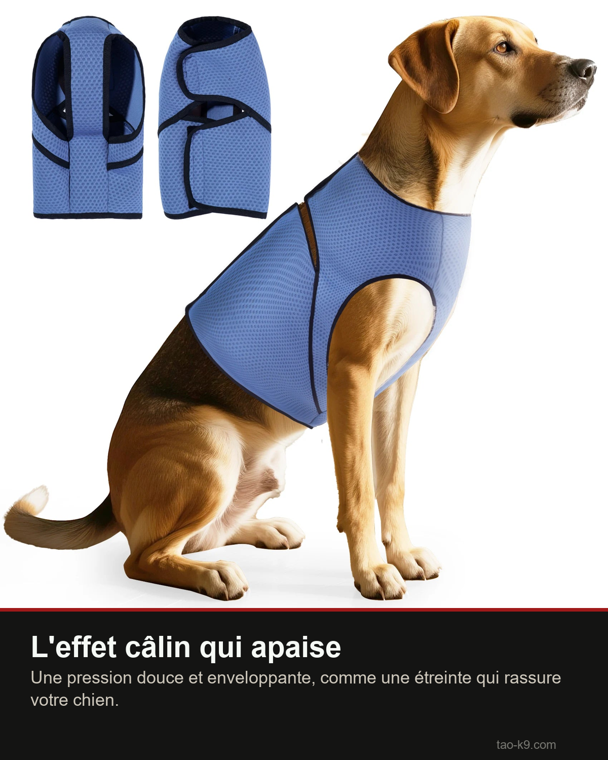 Effet câlin apaisant du gilet anti-anxiété respirant pour chien