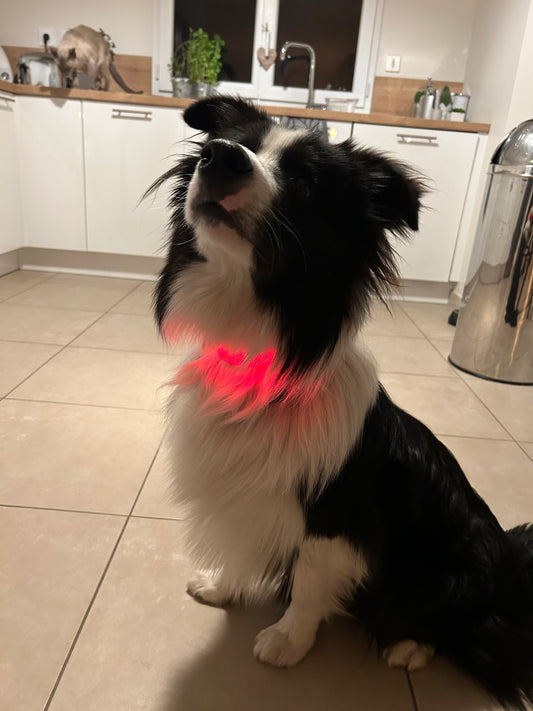 Le Dog Light Nylon - Tao-K9